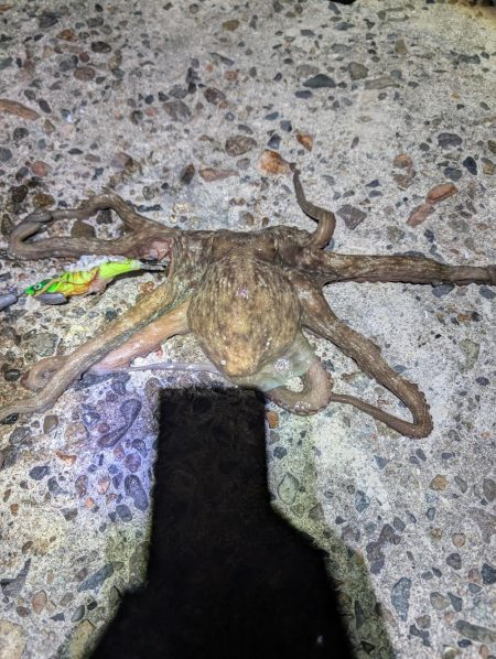 イカあきらめてタコ