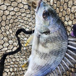 新規開拓チニング