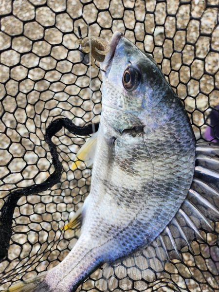 新規開拓チニング