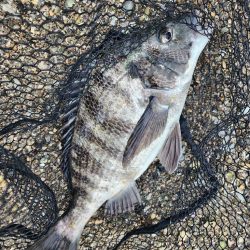 海寄りチニング