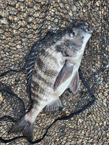 海寄りチニング