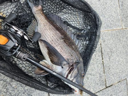 雨の合間チニング