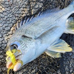 しごおわチニング