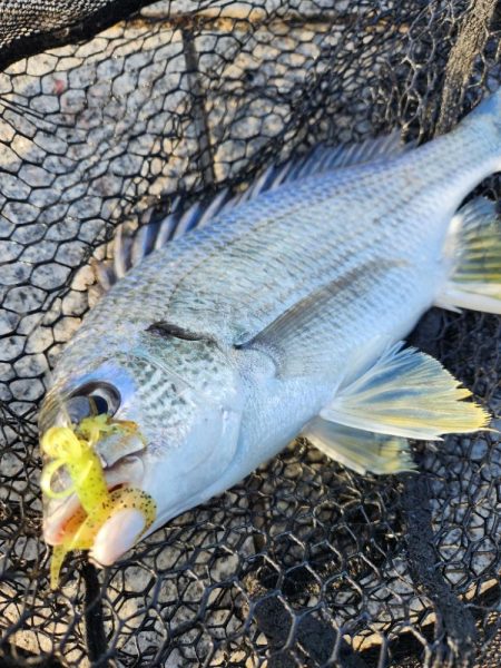 しごおわチニング