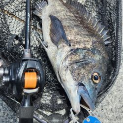 市内河川チニング