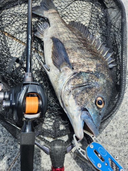 市内河川チニング