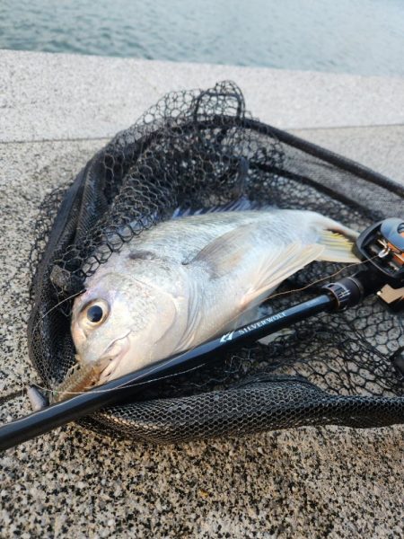 しごおわチニング