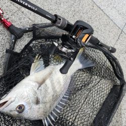 しごおわチニング