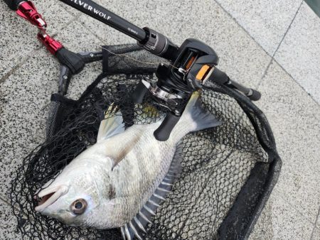 しごおわチニング