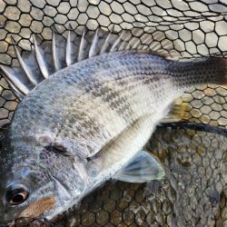 しごおわチニング