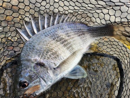 しごおわチニング