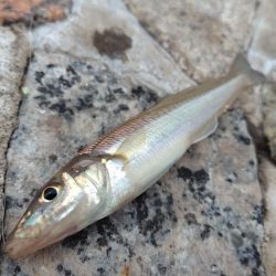 シロギス、シーズン入りました