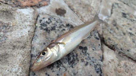 シロギス、シーズン入りました