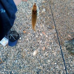 日曜日は駄目よ。