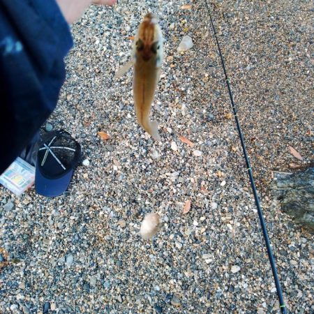 日曜日は駄目よ。