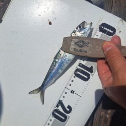 爆釣イワシ釣り