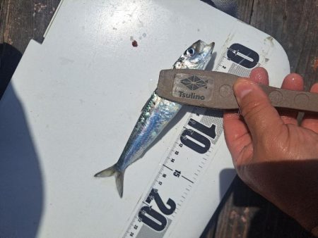 爆釣イワシ釣り