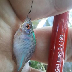 強風のバラタナゴ釣り