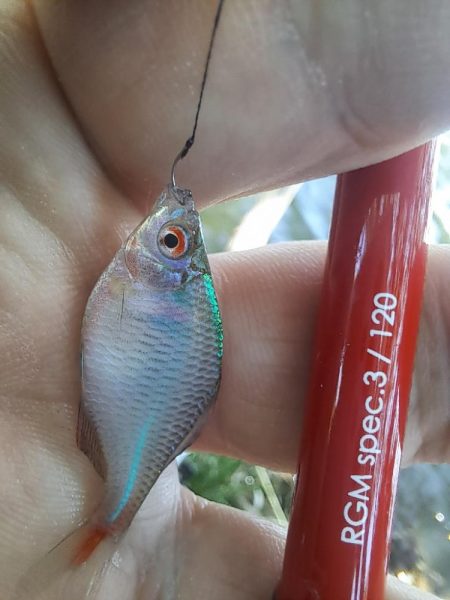 強風のバラタナゴ釣り