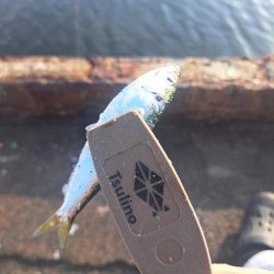 近場の小魚調査