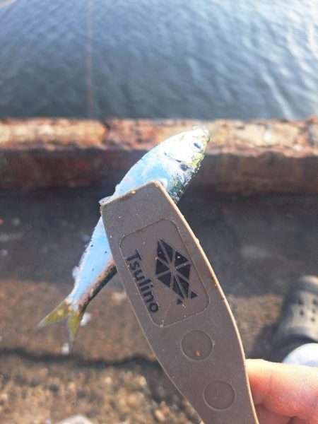 近場の小魚調査