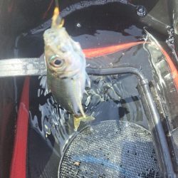 活性低い小アジ釣り