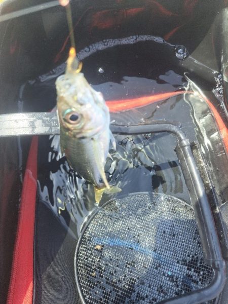 活性低い小アジ釣り