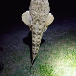 マゴチ、シーバス、チヌ