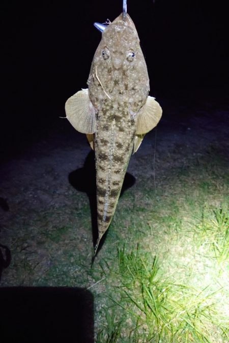 マゴチ、シーバス、チヌ