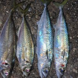 淡路島アジング