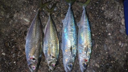 淡路島アジング