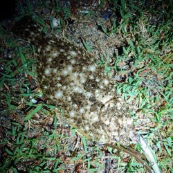 マゴチ、ヒラメ