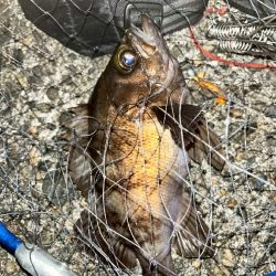 メバル、カサゴ（お）