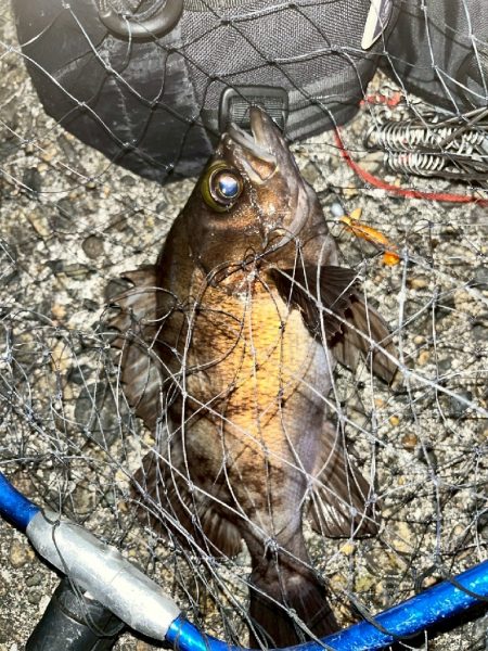 メバル、カサゴ（お）