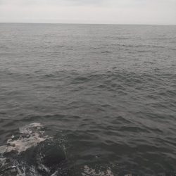 マゴチ1匹、バラシ2