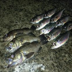 メバリング予定がアジングに…