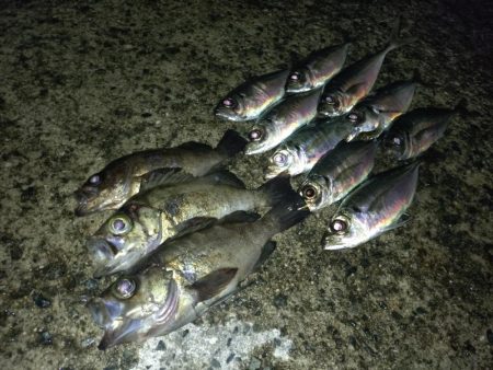 メバリング予定がアジングに…