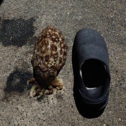 モンゴイカ釣り