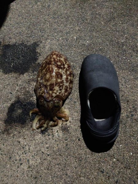 モンゴイカ釣り