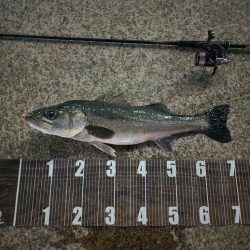 バチパターン継続中