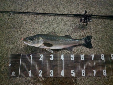 バチパターン継続中