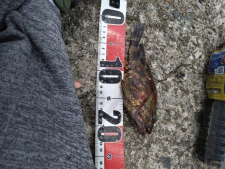 ぼてこ（ガシラ）