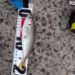 アジが釣れだしましたよ