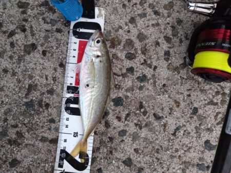 アジが釣れだしましたよ