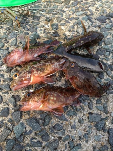 やっぱりガシラ