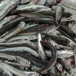 サビキでカタクチイワシ