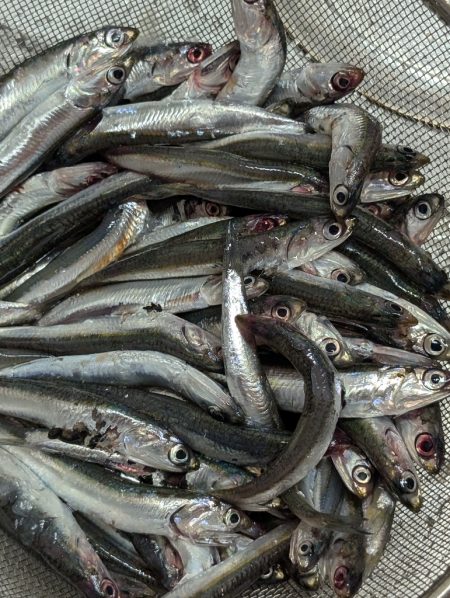 サビキでカタクチイワシ