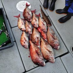 ファミリー鯛ラバ