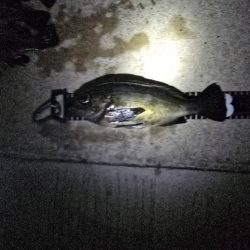 久しぶりの尺メバル