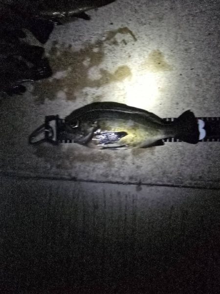 久しぶりの尺メバル